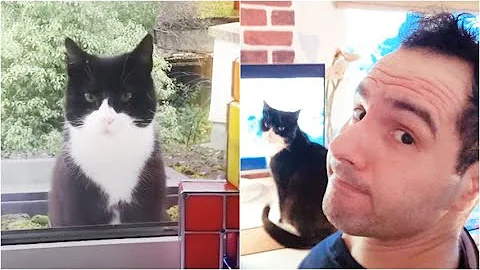 Quanto dura la vita di un gatto?