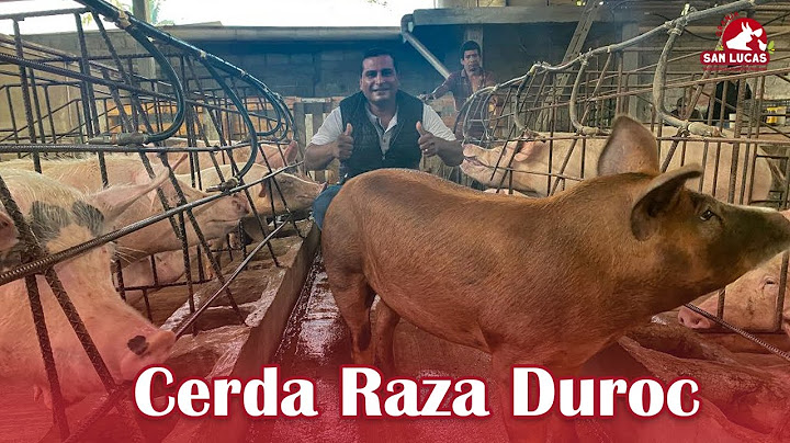 Duroc pig breed | Characteristics and tips | San Lucas Farm