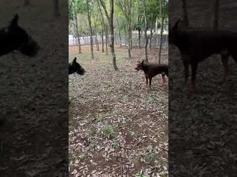 ドーベルマン VS グレートデン&アイリッシュウルフハウンド😱 doberman / greatdane / irishwolfhound