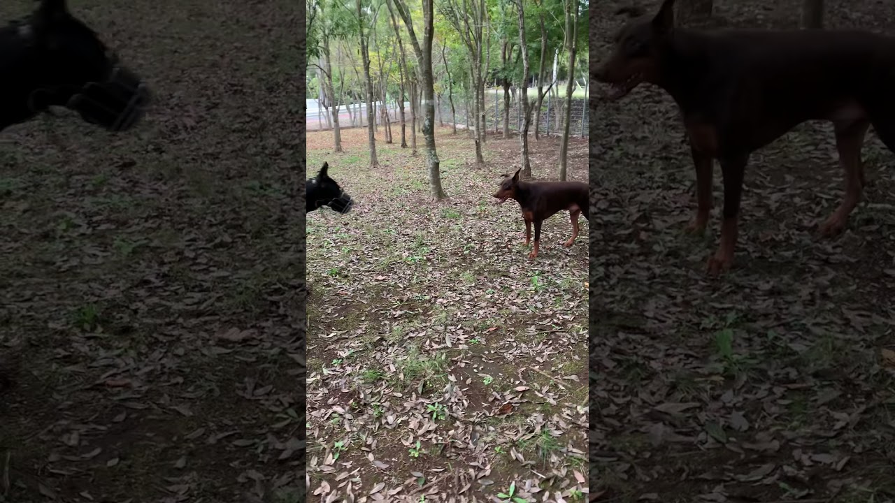 ドーベルマン Vs グレートデン アイリッシュウルフハウンド Doberman Greatdane Irishwolfhound Youtube ドーベルマン Vs グレートデン アイリッシュウルフハウンド Doberman Greatdane Irishwolfhound Youtube