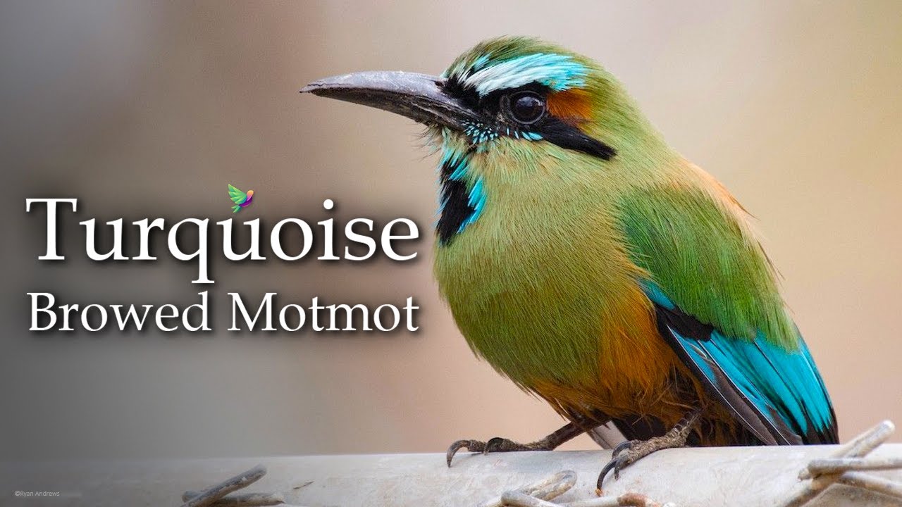 Turquoise Browed Motmot Song   Momoto Ceja Azul   Exotic Birds