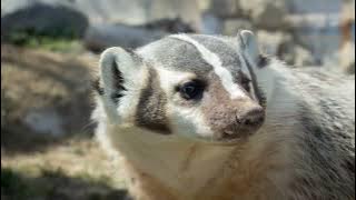 Honey Badger DON'T CARE? Debunking the Myths of the World's Most Fearless Animal!