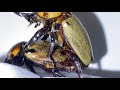 【4K/60fps】Brachysiderus Quadorimaculatus mating　ヨツボシヒナカブトの交尾