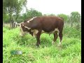 Cría de la Raza Hereford.