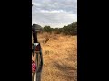 Game Drive Adventure At Samburu Soroi Larsen S Camp Kenya Safari 
