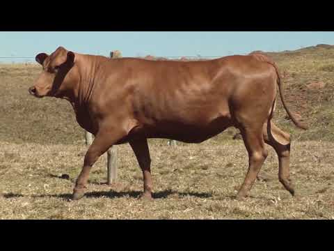 LOTE 19   MATA   0222