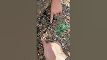 Hai em lần đầu thấy cây mắc cỡ ( cây trinh nữ)