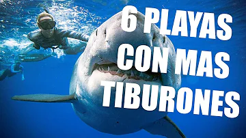 ¿Qué playa tiene más tiburones?