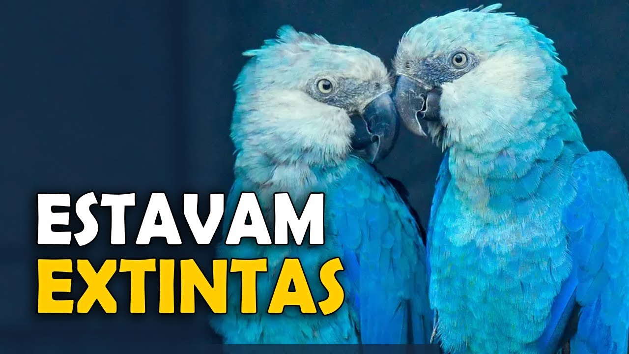 Reintrodução das ARARINHAS-AZUIS na natureza! Aves retornam à CAATINGA BAIANA