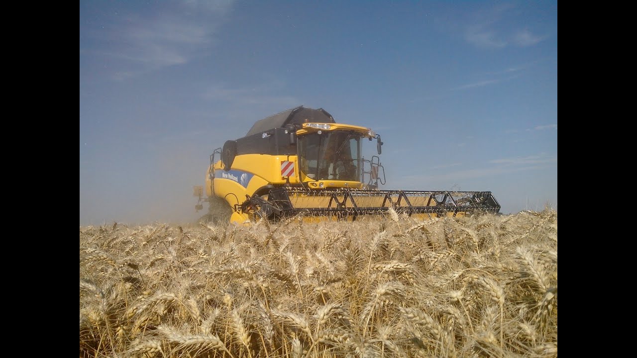 Wheat harvest 2013 / Moisson blé 2013 - YouTube