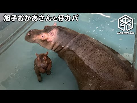 【旭山動物園】二足歩行♪カバの赤ちゃん【旭子おかあさんと仔カバ】Bipedal walking Baby Hippo!