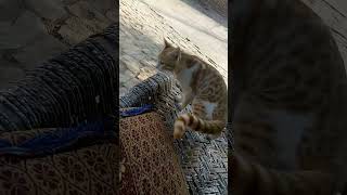 My Cuteos Cats Rescued Billi Pet Animals Is Tried