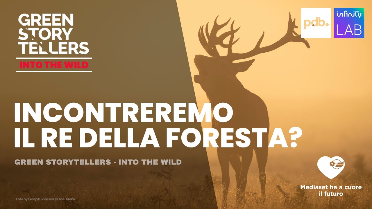 Incontreremo il Re della Foresta? - YouTube