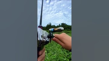 Câu lure cá lóc Cần máy ngang 1,8m cảm giác - kỹ năng câu lure máy ngang #fishing #shorts