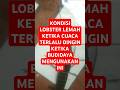 Lobster air tawar budidaya melemah ketika cuaca seperti ini