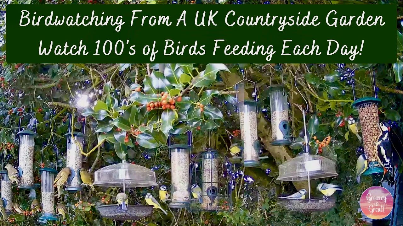 100s of Bird's Feeding in A UK Countryside Garden: Daily Livestream Day 75