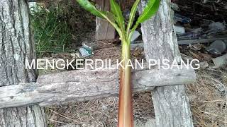 BONSAI PISANG MINI /Cara mengkerdilkan Pohon Pisang untuk Bonsai - pisang dalam pot