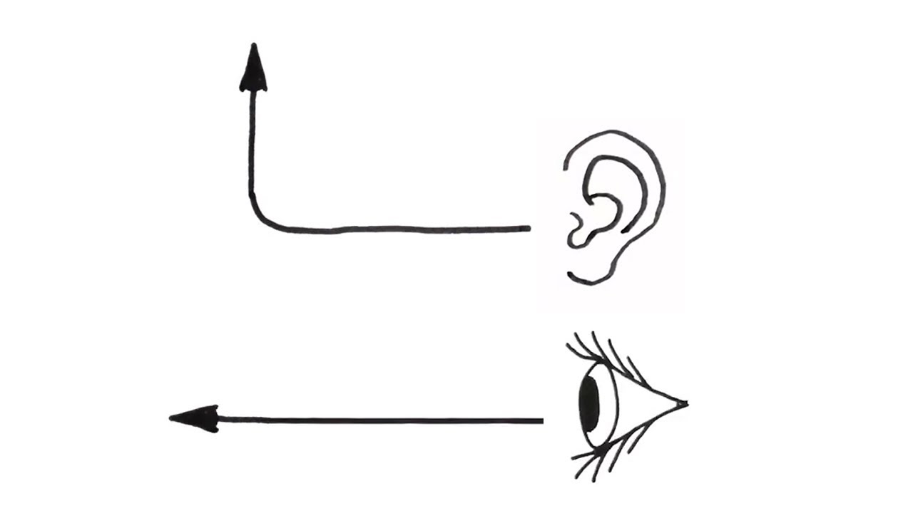 Phototransduktion/ Fotorezeption/ Signaltransduktion des Auges -[Neurobiologie, Oberstufe]