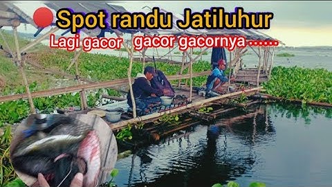 🔴 SPOT RANDU JATILUHUR LAGI GACOR.MANCINGJATILUHUR