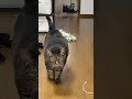 寂しくて毛布持ってきた猫 #巨大猫 #猫動画 #キジトラ