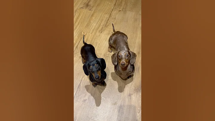 Patiently waiting at the treat cupboard 😂😍❤️ #dachshund #dog #cute #dogs #dogshorts #cutedog #fy