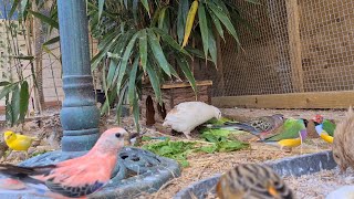 Amazing Birds in their New Aviary