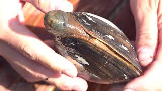 Gaper Clams: Clamming with ODFW