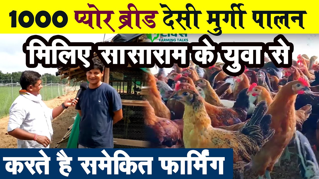 1000 प्योर ब्रीड देसी मुर्गी पालन कर रहे है सासाराम के अजय जी | जानिए DESI MURGI PALAN के फ़ायदे