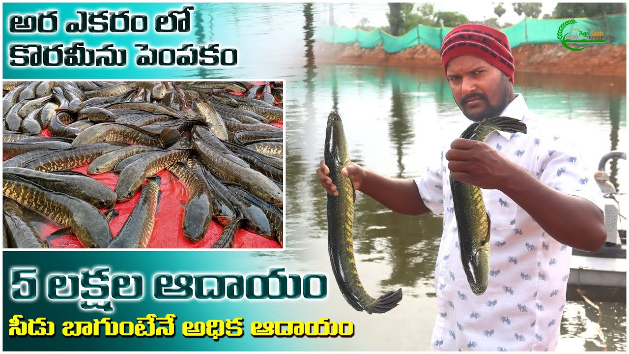 Income in lakhs with Koraminu fish cultivation Korameenu Fish Buy Back Farming  AgriTech Telugu