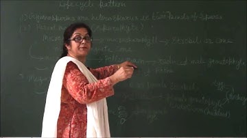 Bio-XI-3-16 Life cycle pattern of gymnosperms,  Pradeep Kshetrapal channel