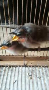 anakan burung kaso kaso