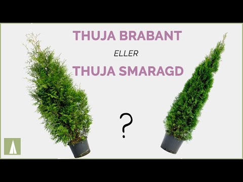 Video: Thuja 