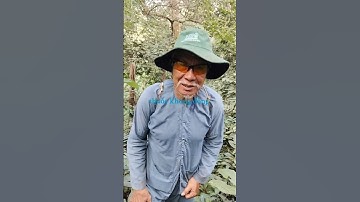 Hành trình lên rừng tìm thuốc làm từ thiện quê tôi #shorts #thuocnam #tuthien #quehuong #mientay