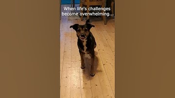 Thumbnail of Wisdom shared by Nikita @ MotleyHoundMansion - Originalsound Cavendish Music - Funny Song