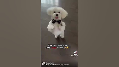 Thumbnail of I got this Gogo dance🕺🐾