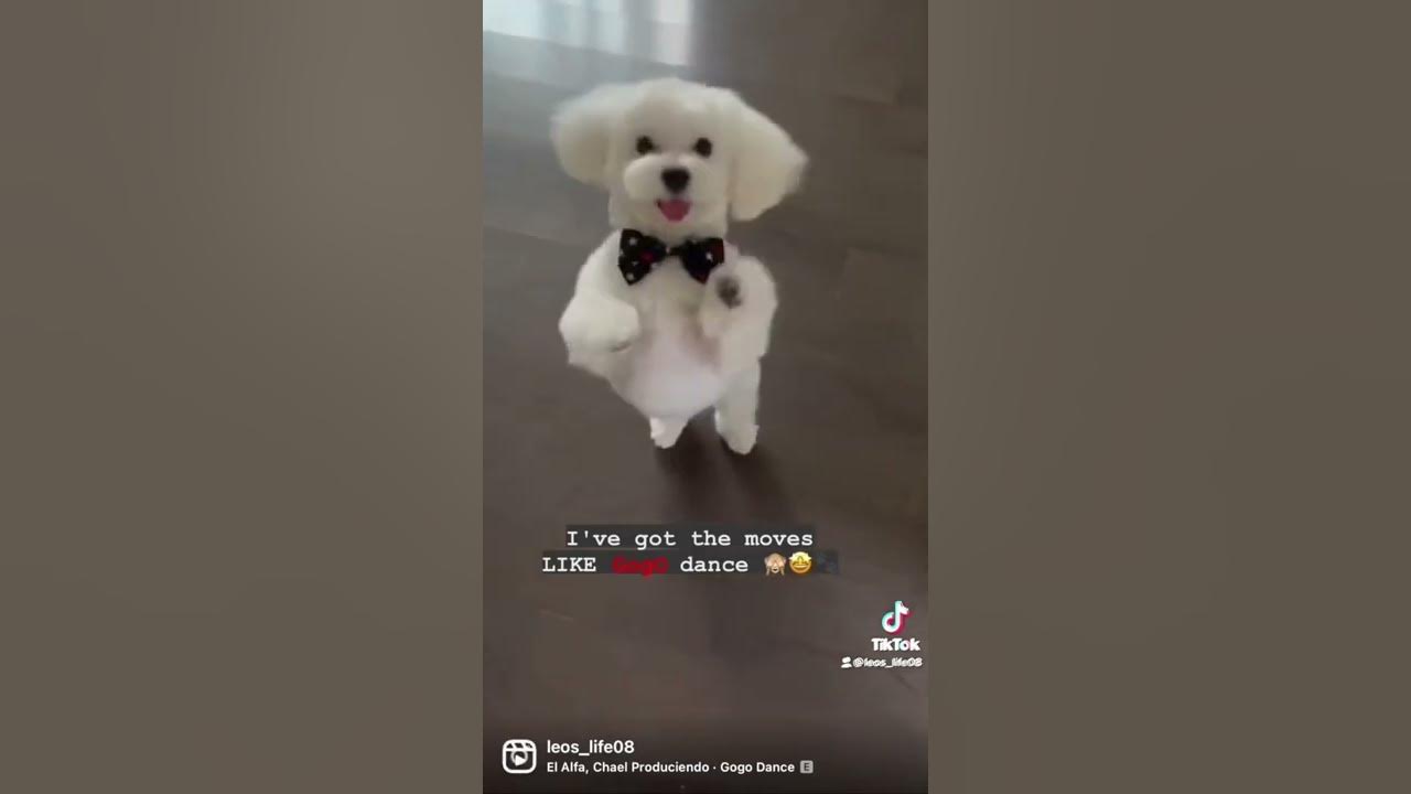 I got this Gogo dance🕺🐾