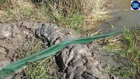 Tát hầm lâu năm bắt được cặp cá lóc khủng   Fishing