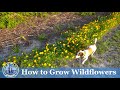 How to Plant and Grow Wildflowers