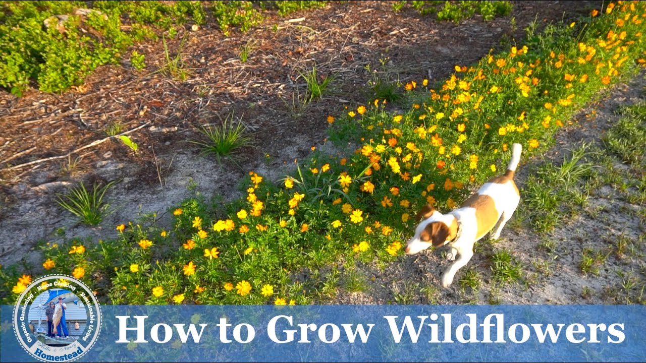 How To Plant And Grow Wildflowers YouTube How To Plant And Grow Wildflowers YouTube