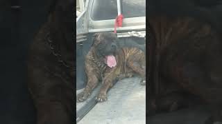 Bull mastiff waiting for start of Show #dog #bullmastiff #shorts