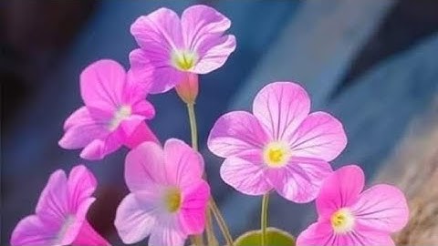 (ص ٦٥ سورة آل عمران) - القارئ الشيخ مشاري راشد العفاسي حفظه الله تعالى ...