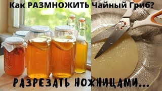 ЧАЙНЫЙ ГРИБ.А вот и МОЖНО ОБРЕЗАТЬ и РАЗРЕЗАТЬ ножницами ЧТОБЫ ДАТЬ ему НОВУЮ ЖИЗНЬ!!!