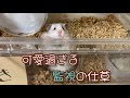 ハムスターに監視されている主のさ生活はこんな感じつです