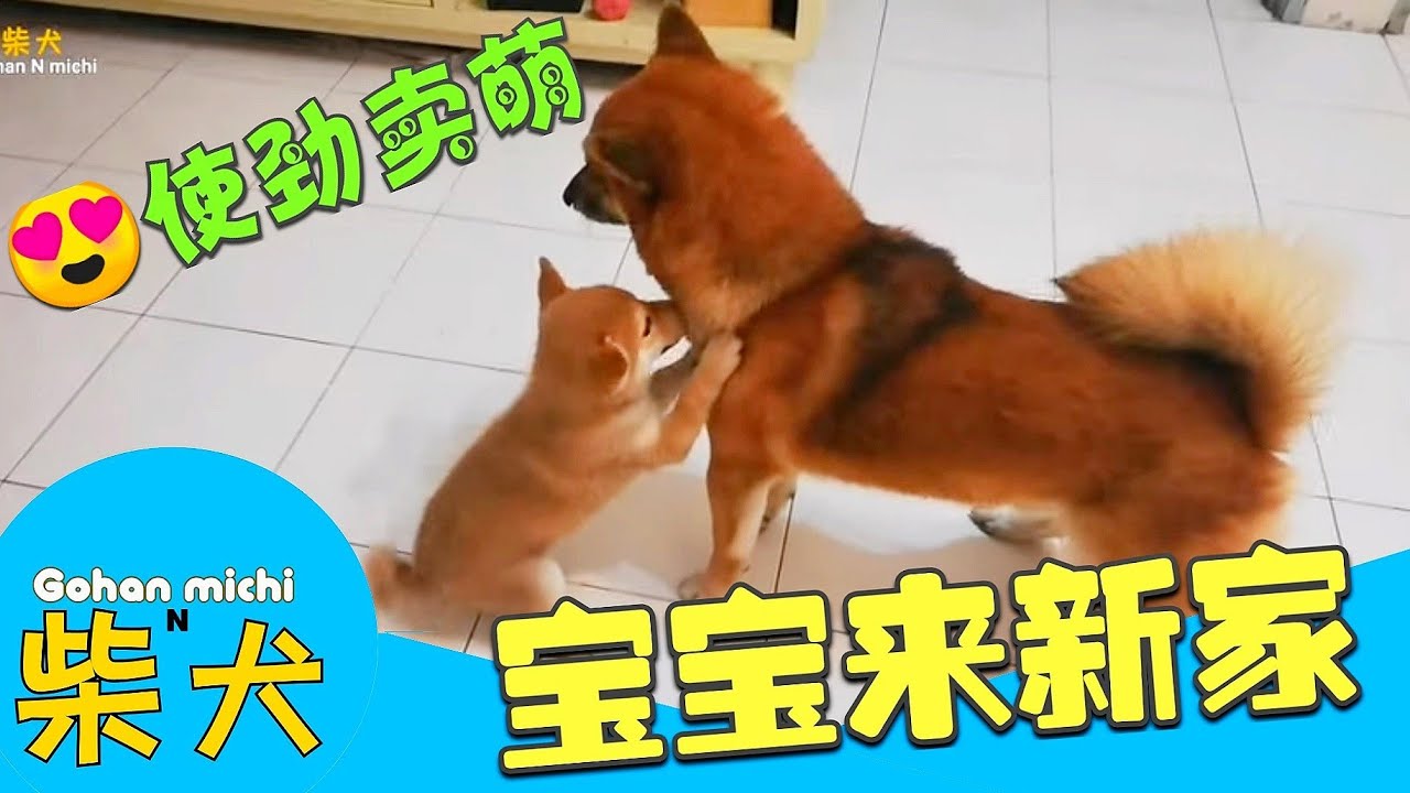 柴犬宝宝来新家使劲要跟家里大狗混熟之后日子吃香吃辣就要看本领 Youtube 柴犬宝宝来新家使劲要跟家里大狗混熟之后日子吃香吃辣就要看本领 Youtube