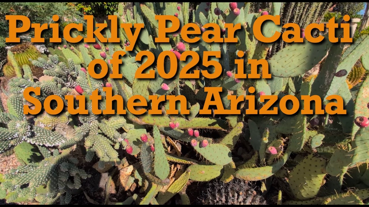 Prickly Pear Cacti of 2025 in Southern Arizona