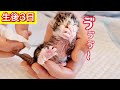 鼻からミルクを出して苦しむ生後３日の赤ちゃん子猫。【保護猫】