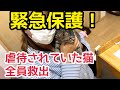 緊急保護！ 虐待されていた5匹の猫ちゃん 全員引き受けました