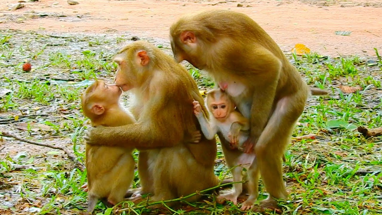 Awesomely! Mom Luna Really Sweet To Her Baby Luno, While July Give A Big Hug and Comforts To Lynx