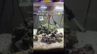 My Mantis Shrimp scared me!!