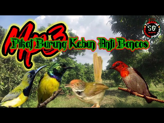 The Sound of Attracting Garden Birds Anti Boncos, Sogon, Prenjak, Manggaran, Kemade class=